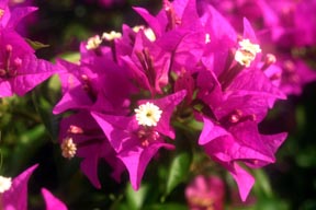 mexflower.jpg