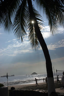 palm.jpg
